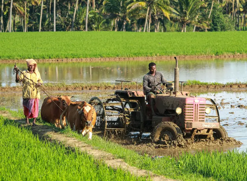 Farmer working in a green field in Pakistan