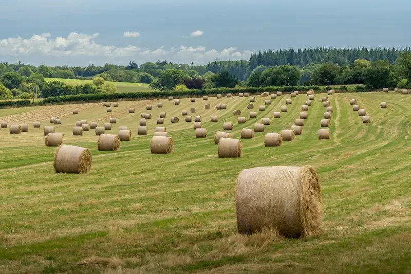 Hay bales for export