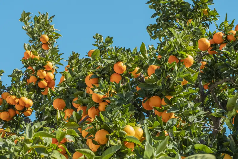 Kinnow mandarins on the tree