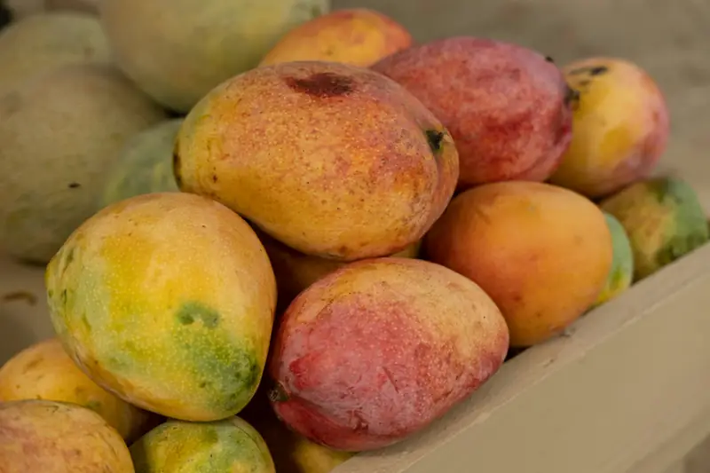 Mangoes packed in export cartons