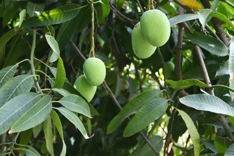 Mangoes growing on the tree