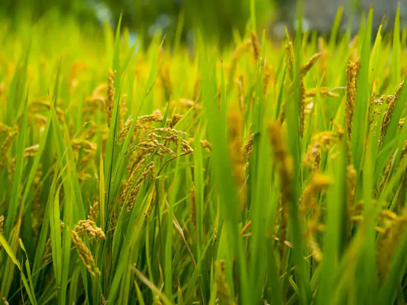 Rice fields in Punjab, Pakistan
